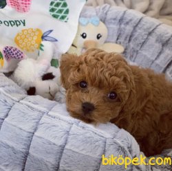 Red -Apricot Toy Poodle Yavrular 3