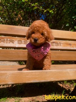Red -Apricot Toy Poodle Yavrular 1