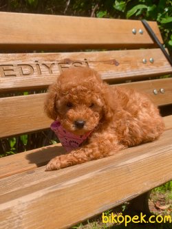 Red -Apricot Toy Poodle Yavrular 2