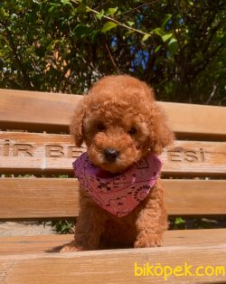 Red -Apricot Toy Poodle Yavrular 3