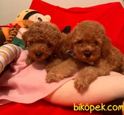 Red -Apricot Toy Poodle Yavrular 4