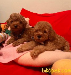 Red -Apricot Toy Poodle Yavrular 2