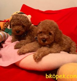 Red -Apricot Toy Poodle Yavrular 3