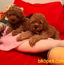 Red -Apricot Toy Poodle Yavrular 1