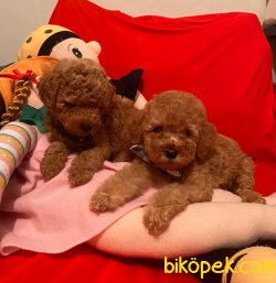 Red -Apricot Toy Poodle Yavrular 5