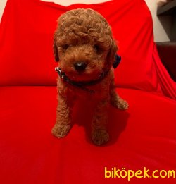 Red-Apricot Toy Poodle Yavrular 2