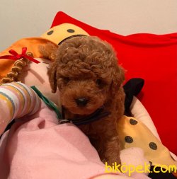 Red-Apricot Toy Poodle Yavrular 4