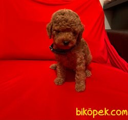 Red-Apricot Toy Poodle Yavrular 3