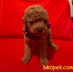 Red-Apricot Toy Poodle Yavrular 1