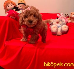 Red -Apricot Toy Poodle Yavrular 3