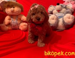 Red -Apricot Toy Poodle Yavrular 1