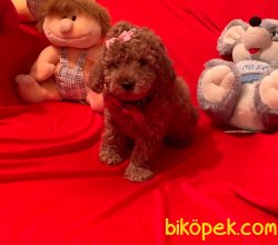 Red -Apricot Toy Poodle Yavrular 2