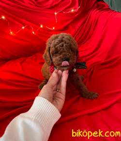 Red -Apricot Toy Poodle Yavrular 3