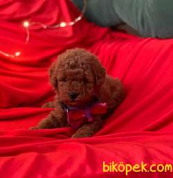 Red -Apricot Toy Poodle Yavrular 1