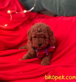 Red -Apricot Toy Poodle Yavrular 2