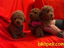 Red (kızıl) Toy Poodle Yavrular 3