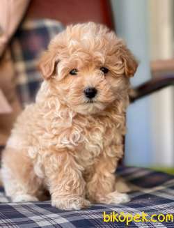 Red -Apricot Toy Poodle Yavrular 5