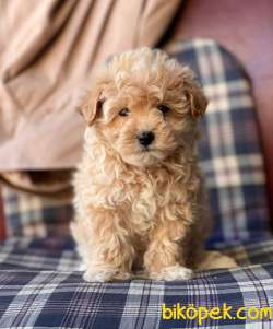 Red -Apricot Toy Poodle Yavrular 4