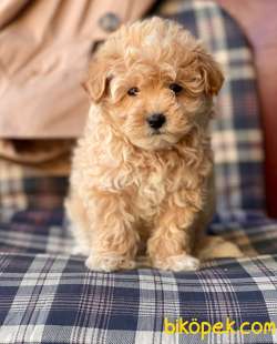 Red -Apricot Toy Poodle Yavrular 3
