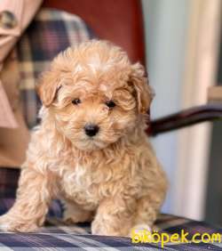 Red -Apricot Toy Poodle Yavrular 2
