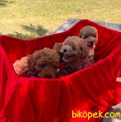 Red -Apricot Toy Poodle Yavrular 1