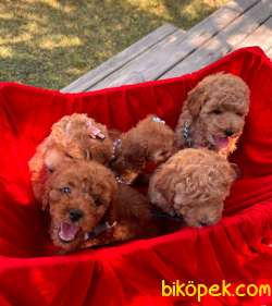 Red -Apricot Toy Poodle Yavrular 3