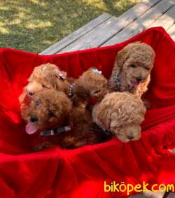 Red -Apricot Toy Poodle Yavrular 4