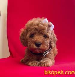 Red -Apricot Toy Poodle Yavrular 2