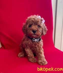 Red -Apricot Toy Poodle Yavrular 3
