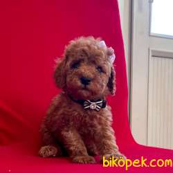 Red -Apricot Toy Poodle Yavrular 1