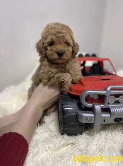 Red -Apricot Toy Poodle Yavrular 3