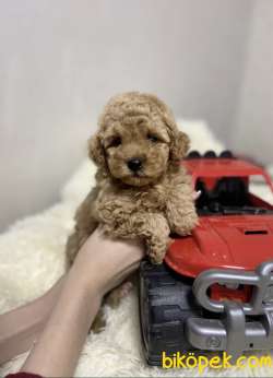Red -Apricot Toy Poodle Yavrular 4