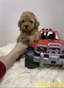 Red -Apricot Toy Poodle Yavrular 1