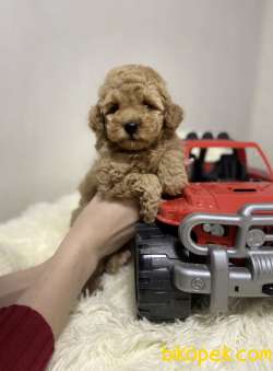 Red -Apricot Toy Poodle Yavrular 2