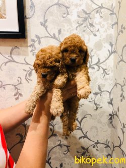 Red Bron Mini Toy Poodle Bebekler 1