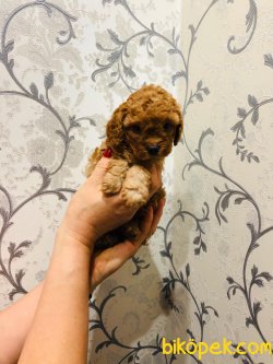 Red Bron Mini Toy Poodle Bebekler 2