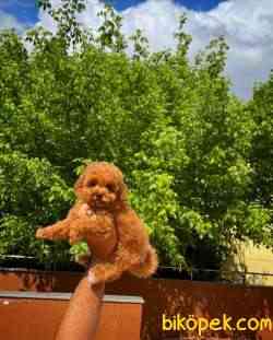 Red Brown 3 Aylık Toy Poodle Yavrumuz ALEX 3