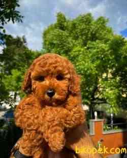 Red Brown 3 Aylık Toy Poodle Yavrumuz ALEX 1