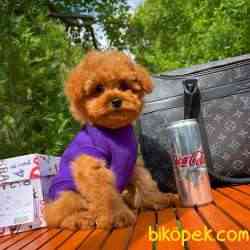 Red Brown 3 Aylık Toy Poodle Yavrumuz ALEX 2