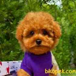 Red Brown 3 Aylık Toy Poodle Yavrumuz ALEX 4
