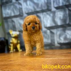 Red Brown 3 Aylık Toy Poodle Yavrumuz REİS 2