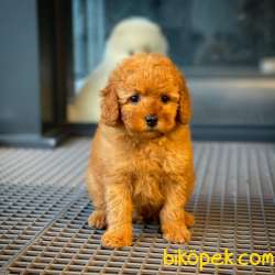 Red Brown 3 Aylık Toy Poodle Yavrumuz REİS 4