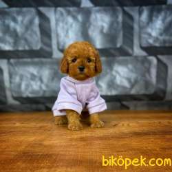 Red Brown 3 Aylık Toy Poodle Yavrumuz REİS 5