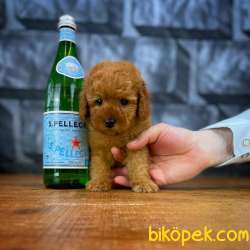 Red Brown 3 Aylık Toy Poodle Yavrumuz REİS 3