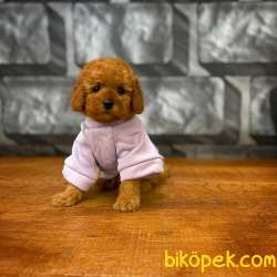 Red Brown 3 Aylık Toy Poodle Yavrumuz REİS 1