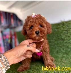 Red Brown A Kalite Toy Poodle Yavrularımız 3