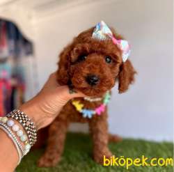 Red Brown A Kalite Toy Poodle Yavrularımız 1