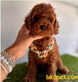 Red Brown A Kalite Toy Poodle Yavrularımız 2