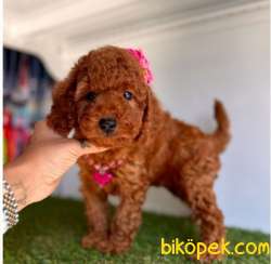 Red Brown A Kalite Toy Poodle Yavrularımız 4