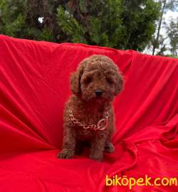 Red Brown Dişi Erkek Toy Poodle Yavrular 3